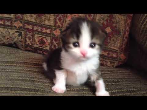 Two-Week Old Kitten Lets Out A Roar Video