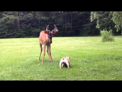 Dog And Baby Deer Play In The Yard