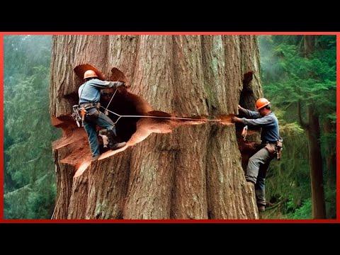Cutting Down a Giant Pine Tree 60 Years Old & 20 Meters Tall  #Video