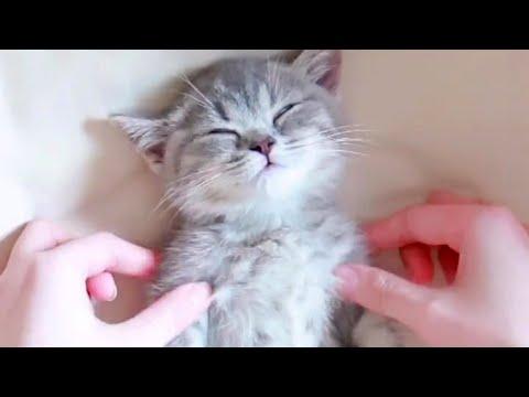 Tiny Kitten Having Cutest Spa Time Video