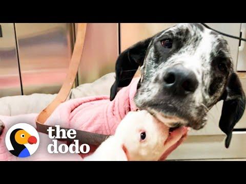 Teeny Tiny Puppy Grows Up Into A Gentle Giant #Video