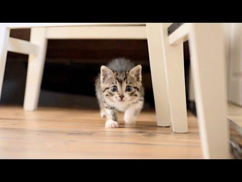 Attacked By The Most Dangerous Kitten While Preparing A Dinner #Video