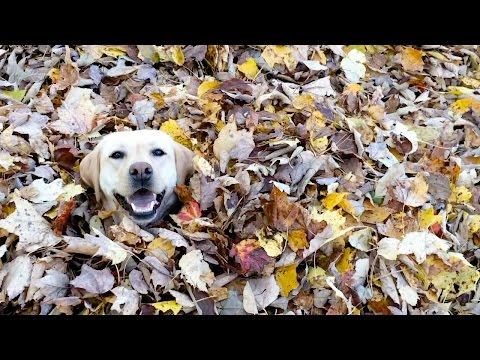 Dog Playing Catch In A Pile Of Leaves