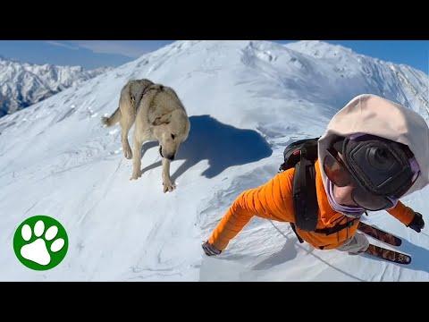 Stray dog follows skier across mountain #Video