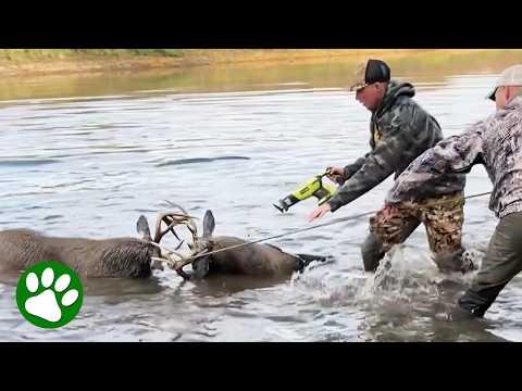 Brave men save buck with a saw #Video