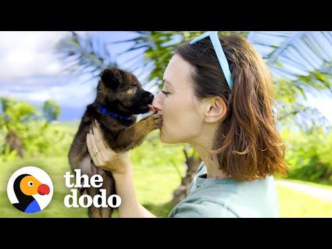 Foster Mom Is A “Seeing Eye Human” For Blind Puppy  #Video
