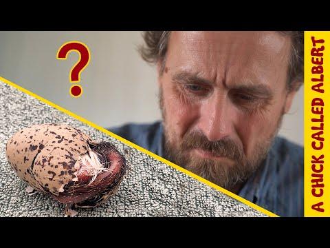 He Had No Idea What Was About To Hatch | A Chick Called Albert #Video