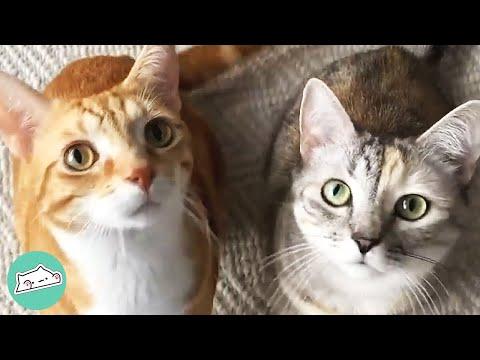 Sickly Kitten Rescued From Streets Finds Perfect Cat Best Friend #Video