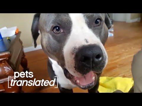The Very Best of Pets Translated Video - Vol. 2