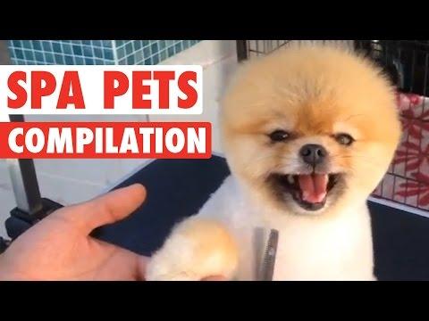 Crazy Spa Pets || Compilation