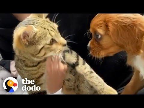 Cat Adopts His New Puppy Brother The Second He Meets Him #Video