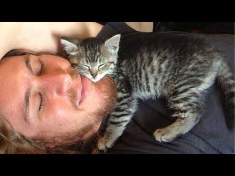 When Your Cats Who Can't Deny Their Love for Owners! Cat Videos #Video