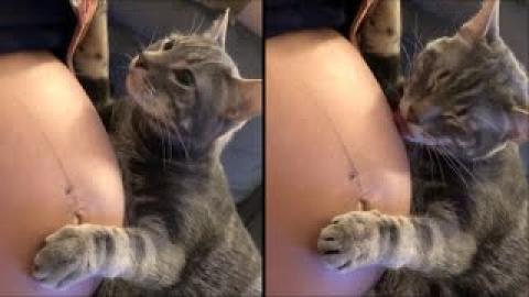 Cat Realizes Its Owner Is Pregnant. Your Daily Dose Of Internet. #Video