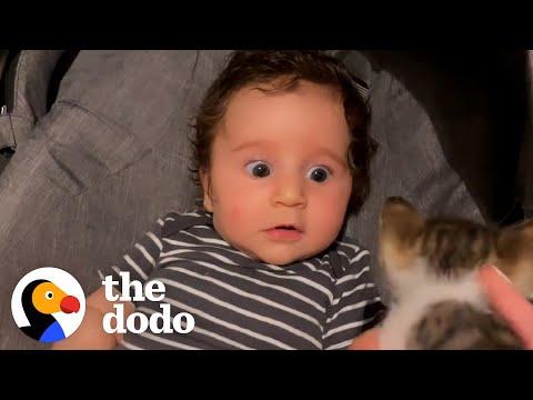 When Your Baby Falls In Love With Your Eight Rescue Cats #Video