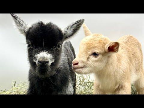 Baby goats Nonstop Hip Hop contest! #Video