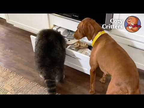 The Dog Who Got a Pet Raccoon #Video