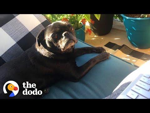 Rescue Pug Helps His Veteran Mom Go Back To College Video