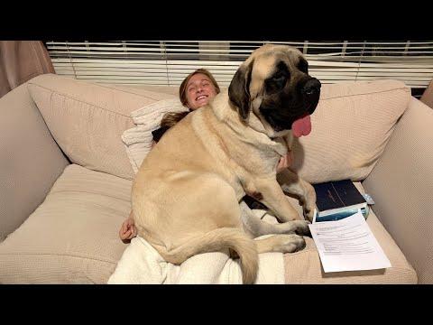 When Your Big Dog Still Thinks They’re Just a Baby #Video