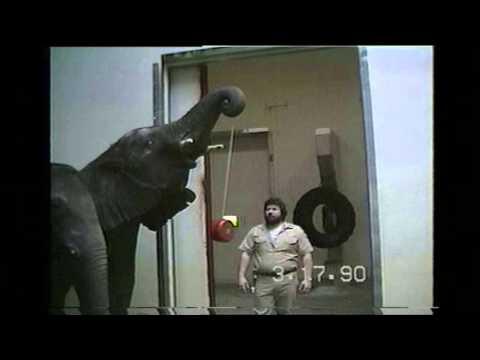 An Elephant Learns To YoYo