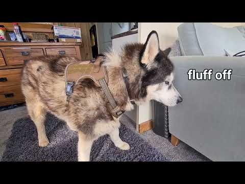 Husky's Reaction when a Harness is put on is Priceless! #Video