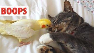 Dog and Cat Boops Compilation | BOOP!