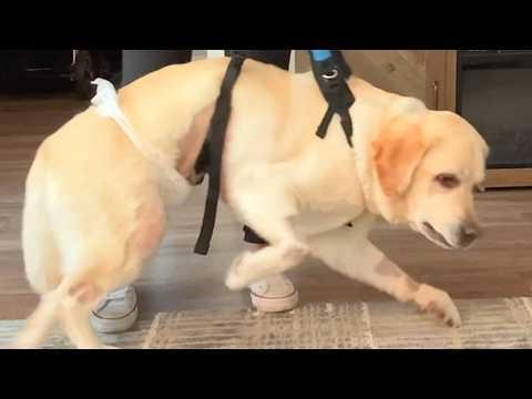 Paralyzed dog shockingly starts walking #Video