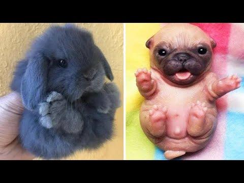 AWW SO CUTE! Cutest baby animals Videos Compilation Cute moment of the Animals - Cutest Animals #22 