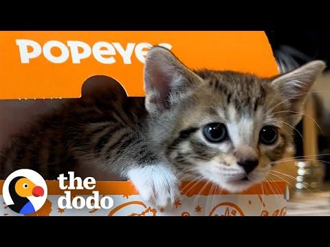 Kittens Rescued Using a Popeyes Box! #Video