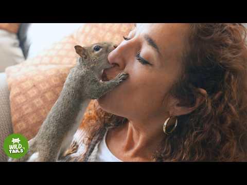 This Rescued Squirrel Has Returned To See Me Everyday For Years #Video