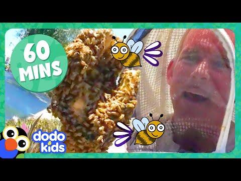 60 Minutes Of Honeybees And Other Buzzy, Scaly, Slithering Animals! | Dodo Kids #Video
