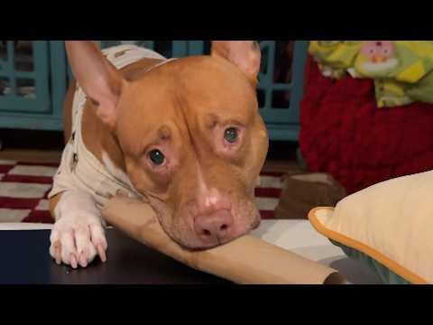 Pitbull smiles when you comment on her looks #Video