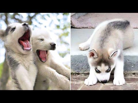 Funny And Cute Husky Puppies Compilation Video #12 Adorable Husky Puppy
