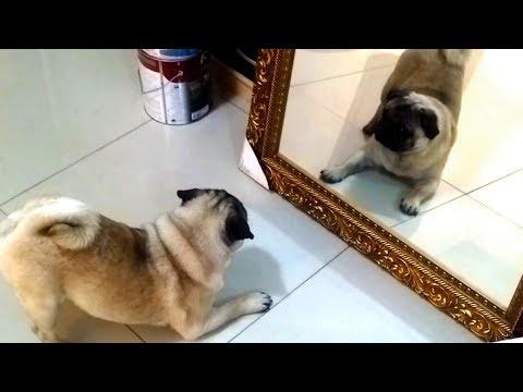 Pugs vs. Mirrors Compilation