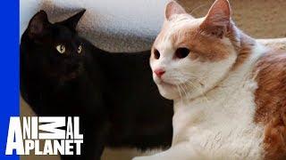 Jackson Galaxy Helps Scout The Cat Face His Fear! | My Cat From Hell