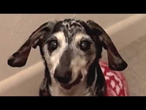 Someone apparently dumped this elderly deaf dog #Video
