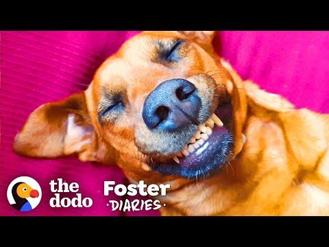 Scared Street Dog Meets Her Foster Mom Video - And Gets A Big Surprise