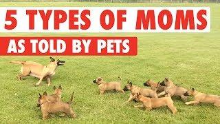 Top 5 Mom Types As Told by Pets