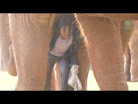 Touching Moments with Lek and the Herd! - ElephantNews #Video