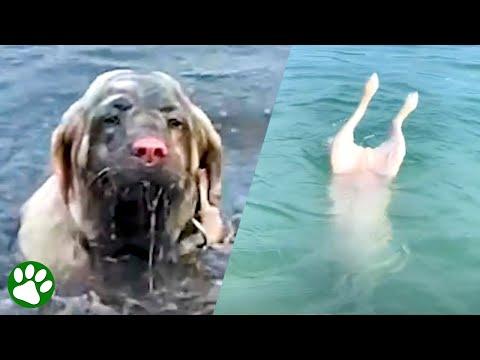 Dog thinks he’s a mermaid #Video