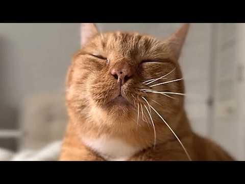 Cat makes biscuits for anyone in bad mood #Video