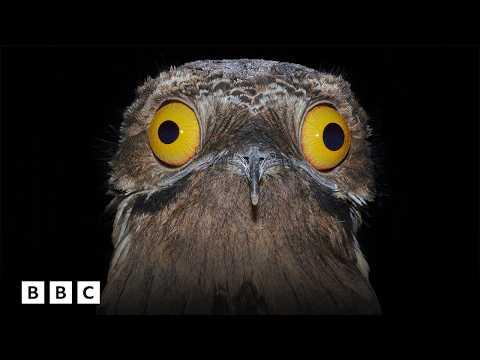 Inside the search for South America's most cryptic bird #Video