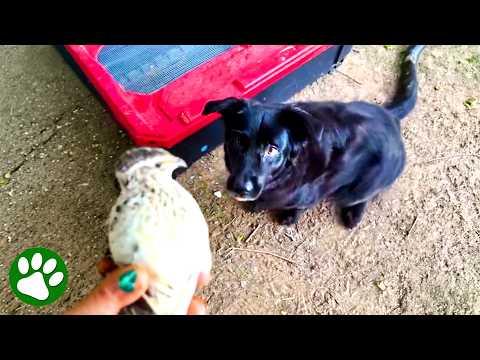 The Quail Escaped… Then Her Dog Stepped In  #Video