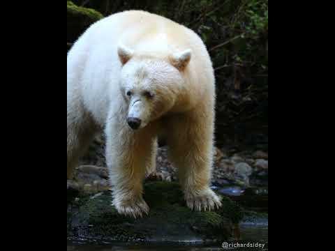 3 minutes of Spirit Bears. Richard Sidey #Video