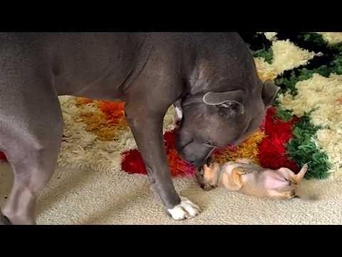 Giant pitbull is so patient with tiny chihuahua #Video