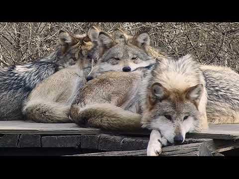Wolf Family Sleep Pile #Video