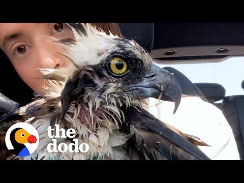 People Rescue A Mama Osprey After She Gets Attacked #Video