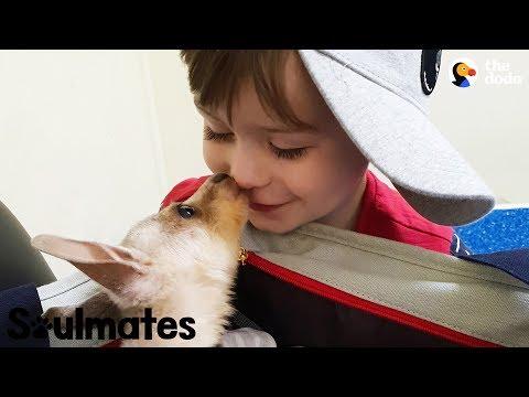 Boy And His Baby Kangaroo Are Inseparable | The Dodo Soulmates