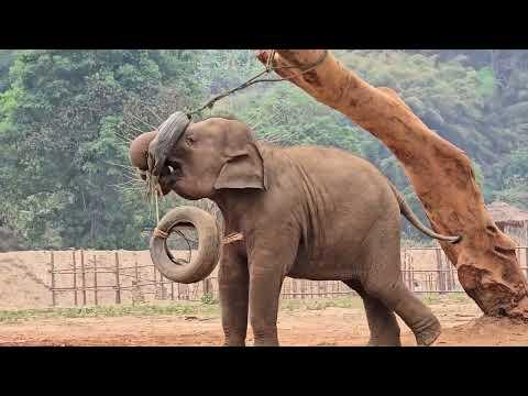 Baby Elephant Shows Off Her Play Skills - ElephantNews #Video
