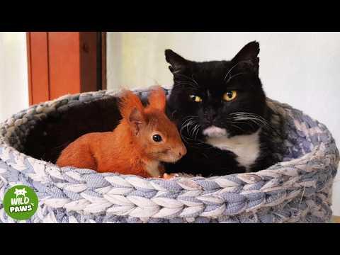 This Rescued Squirrel Thinks This Cat Is His Mom... And What He Does Is Incredible #Video