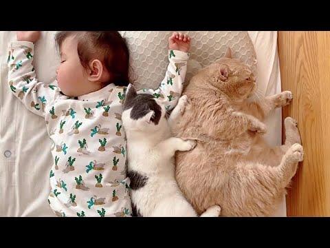 Little Girl Have The Cutest Relationship With Her Cats #Video